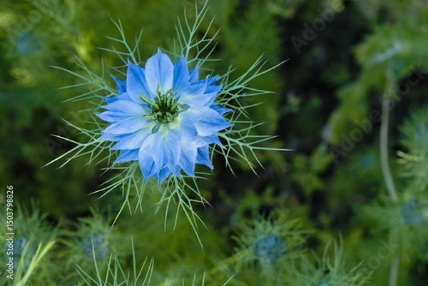 Fototapeta Beautiful image of the herbaceous plant Love-in-a-Mist