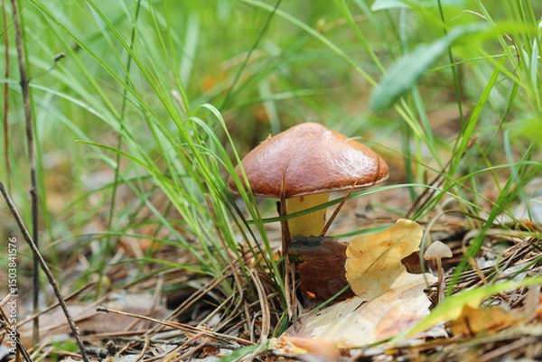 Obraz Suillus