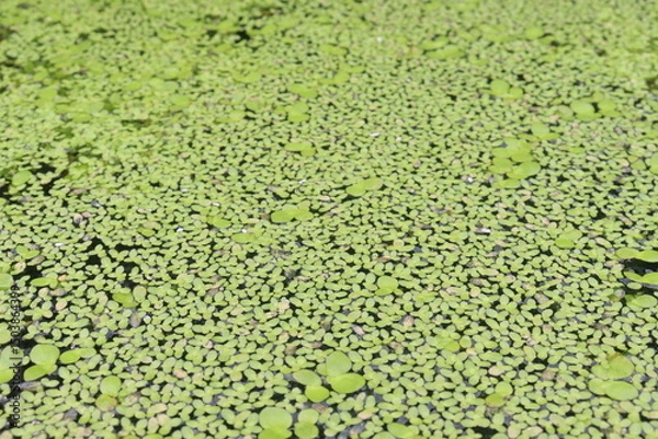 Obraz Common Duckweed or lesser duckweed or Lemna minor