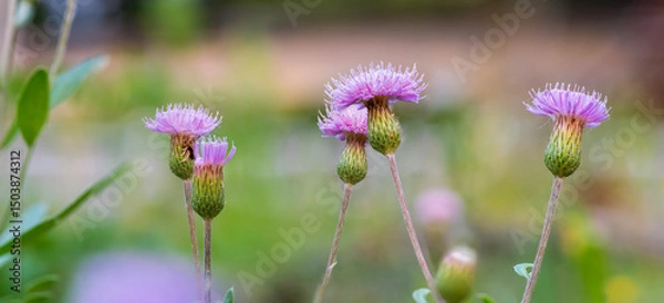 Obraz panoramic view of thistle on green color bokeh background	