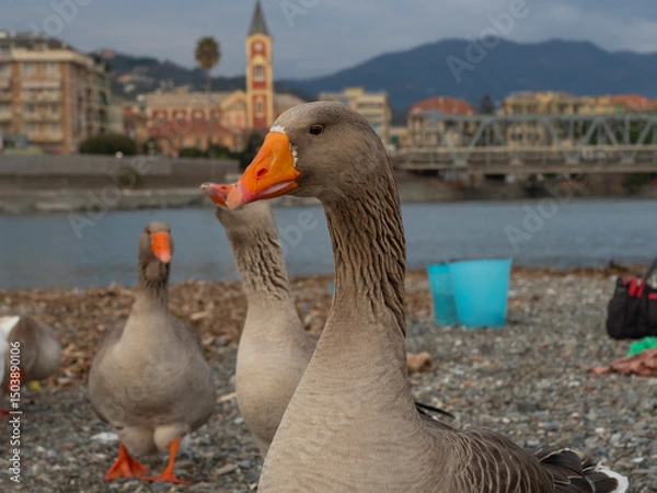 Fototapeta ritratto di anatra alla foce del fiume verso il mare