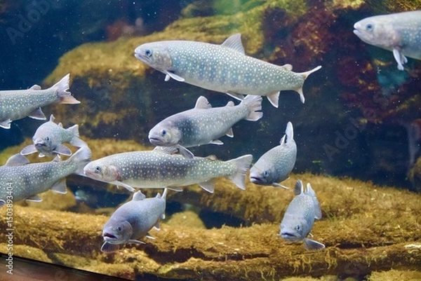 Obraz ヤマメの群れ