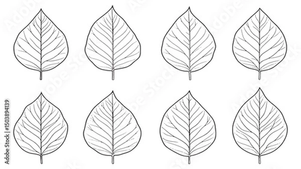 Fototapeta Teak Leaf Simple Botanical Line Drawing