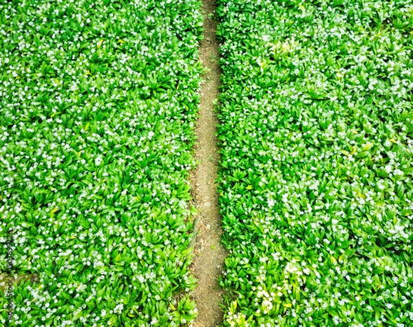 Obraz Forest trail covered with wild white garlic seen from above, abstract photo
