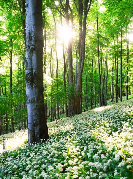 Obraz Wild Garlic in Bloom with sun in green forest landscape