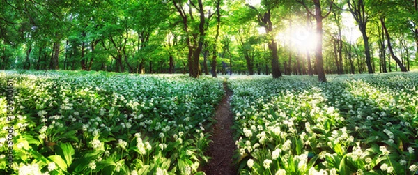 Obraz Panorama of Spring Forrest. Fresh Green Woods in the Forest of Franconia, Germany. Blooming wild garlic.