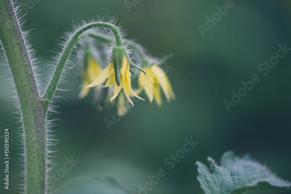 Obraz tomato flowers on the stem
