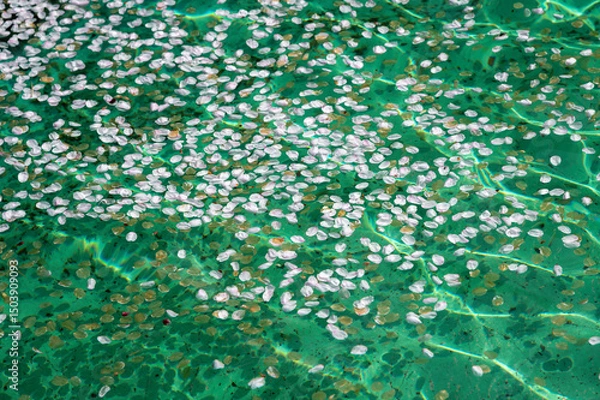 Obraz 日光の下で緑の水面に波打つ桜の花びら