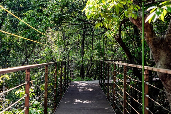 Obraz Scenery in the forest in summer