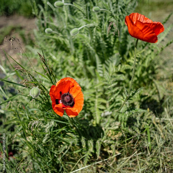 Fototapeta Red poppy, Papaver rhoeas L. , flowering in spring in the garden