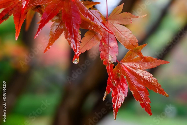 Obraz 雨に濡れるモミジ