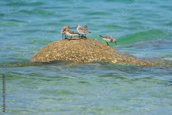 Obraz Les oiseaux et la mer
