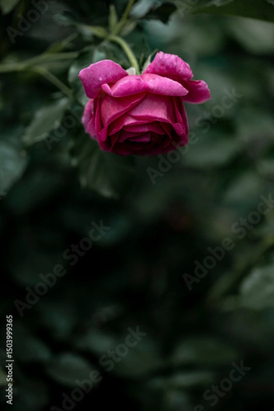 Obraz 柔らかい光の薔薇の花