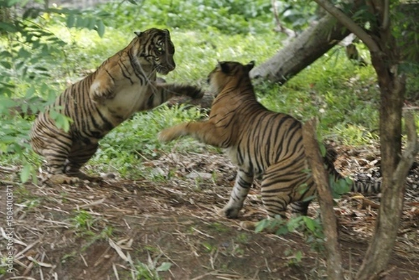 Fototapeta Sumatran tigers are seen fighting in the bushes