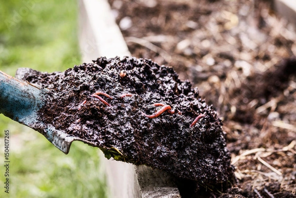 Fototapeta Compost into Garden bed. Adding Compost with Worms to Raised Garden Bed. Composting Soil. Use Compost to Improve Soil for Planting Vegetable Garden, Landscape and Lawns.