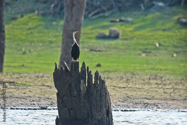 Obraz A single bird waiting to hunt