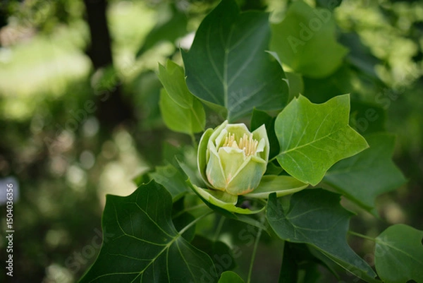 Fototapeta Liriodendron tulipifera L. beautiful ornamental tree in bloom, flowering yellow orange flowers. Liriodendron tulipifera in blossom in spring in the garden . Selective focus