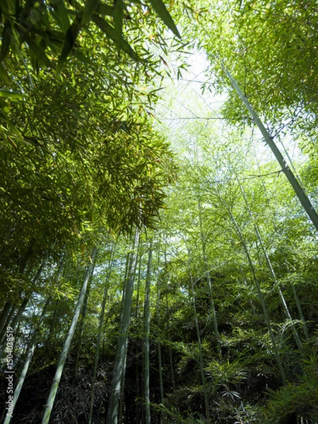 Obraz Bamboo forest: tall stems and natural light in a dense, green environment