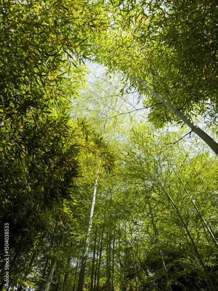 Obraz Bamboo forest: tall stems and natural light in a dense, green environment
