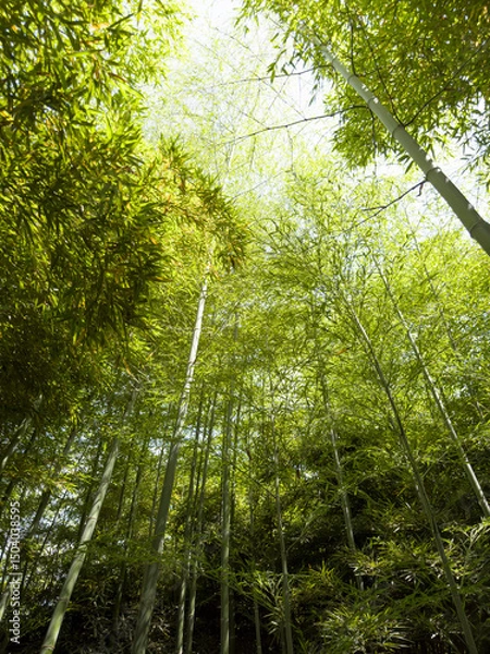 Obraz Bamboo forest: tall stems and natural light in a dense, green environment
