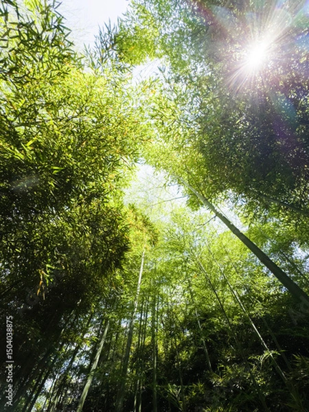 Obraz Bamboo forest: tall stems and natural light in a dense, green environment