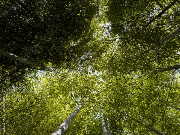 Obraz Bamboo forest: tall stems and natural light in a dense, green environment