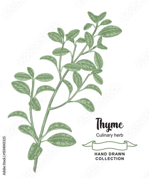 Obraz Thyme branch vector illustration. Hand drawn Thymus vulgaris with leaves. Colorful sketch style.