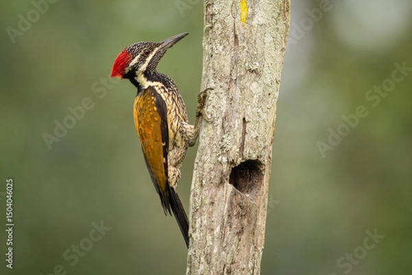 Fototapeta Lesser golden-backed woodpecker perched on a tree