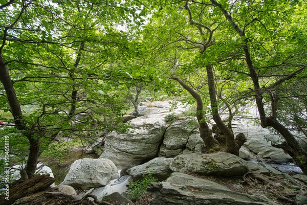 Obraz Lush Forest and Rocky Stream in Andros Island, Greece..