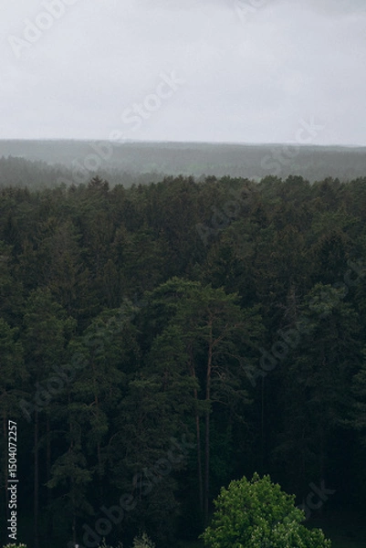 Obraz Aerial view of dense green forest under stormy sky. Summer landscape near Minsk, Belarus. Dramatic weather, pine trees, nature, wilderness, and Eastern European scenery.
