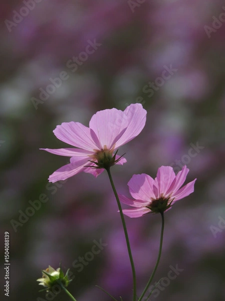 Fototapeta 故郷との別離