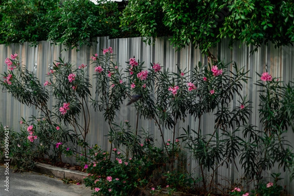 Obraz The natural background of the flora, various species of trees growing in the big forest, the richness of the ecosystem, is the habitat of flocks of birds and wild animals such as elephants, wolves