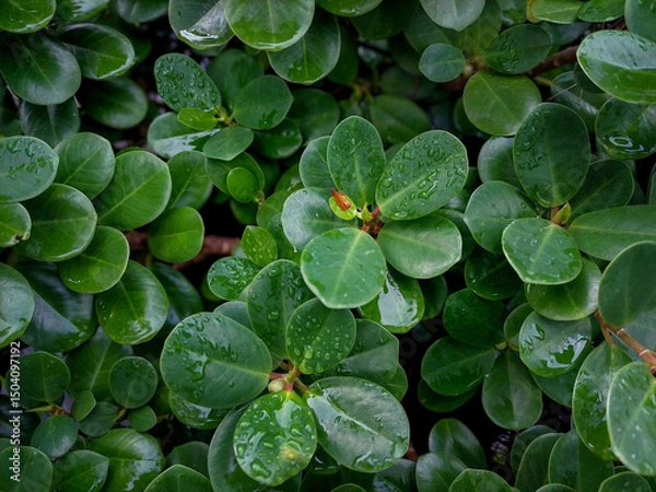 Fototapeta Close-up of green leaves Ficus annulata with water droplets after rain