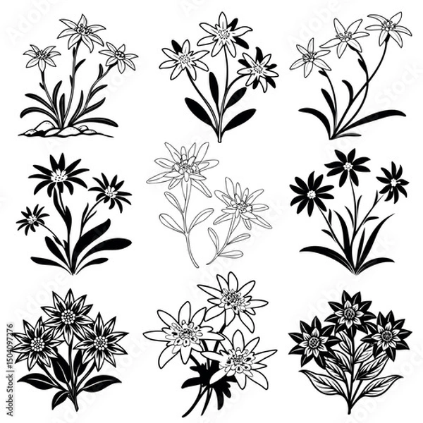 Fototapeta 
black vector icons of edelweiss color