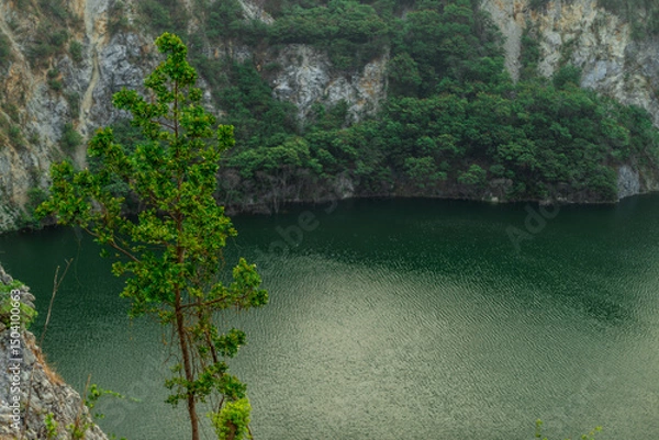 Obraz The natural background of the flora, various species of trees growing in the big forest, the richness of the ecosystem, is the habitat of flocks of birds and wild animals such as elephants, wolves