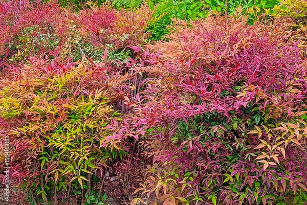 Fototapeta Nandina Bush - Photograph of colorful leaves on a Nandina bush. Selective focus on the leaves in the center of the image.