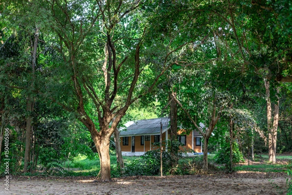 Obraz The natural background of the flora, various species of trees growing in the big forest, the richness of the ecosystem, is the habitat of flocks of birds and wild animals such as elephants, wolves