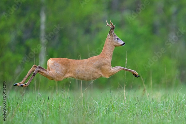 Obraz Roebuck jump in the air