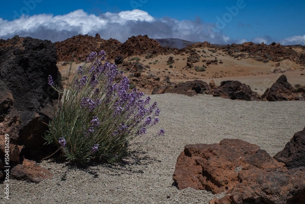 Fototapeta flowers in the desert