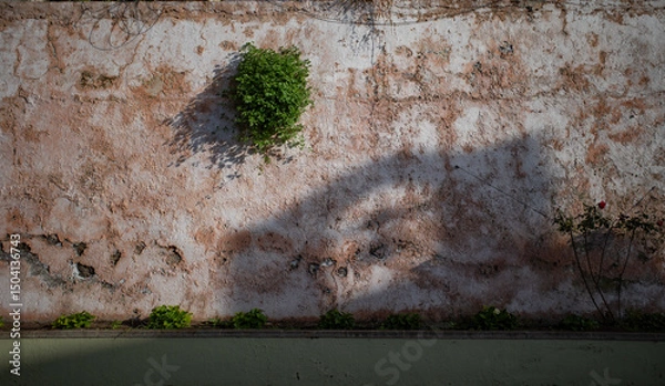 Fototapeta old wall and flowers
