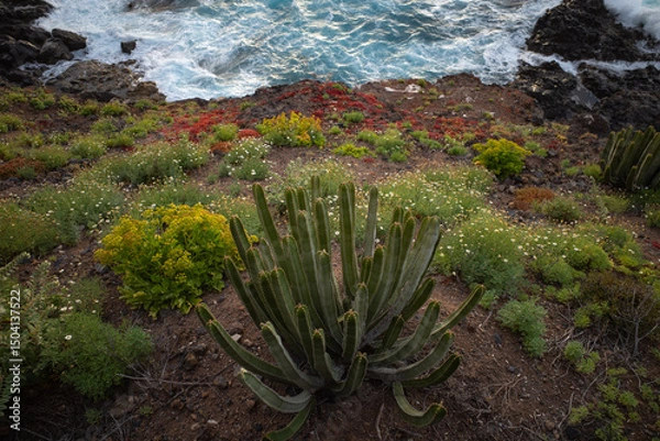Fototapeta cactus on the beach at the ocean