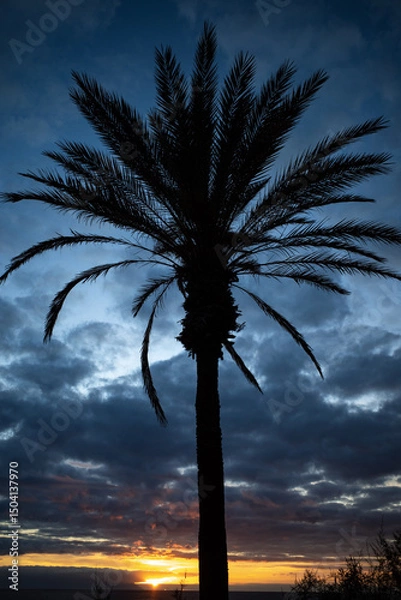 Fototapeta palm trees at sunset