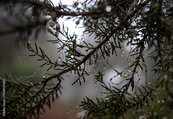 Fototapeta branches of a tree in a fog with a dew
