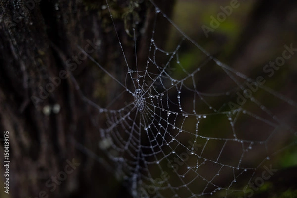 Fototapeta spider web with dew drops