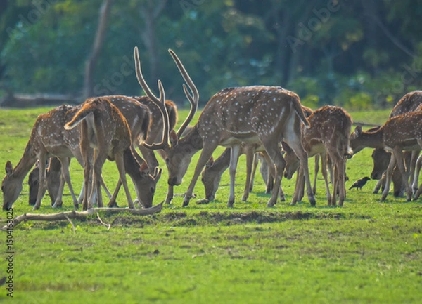 Obraz Deers in the wild