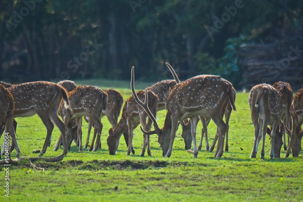 Obraz Deers in the wild
