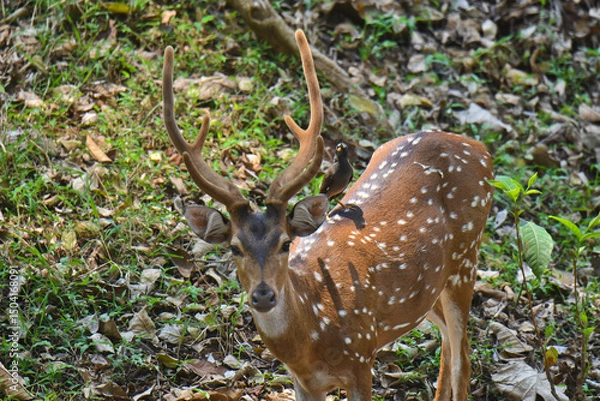 Obraz Deers in the wild