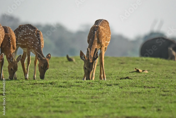 Obraz Deers in the wild