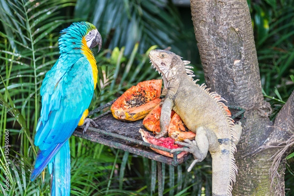 Fototapeta Blue-and-yellow Macaw and a Green Iguana share a feeding platform in a tropical jungle setting. Fresh papaya and lush greenery complete the vivid rainforest scene.