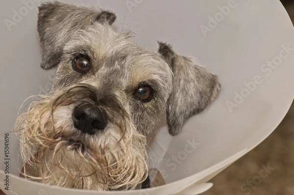 Obraz Sick dog confined in a elizabeathan collar after vet care